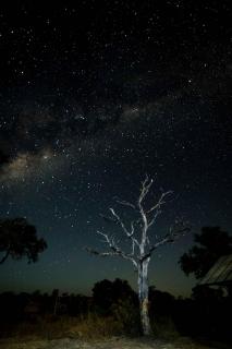 African Nightsky