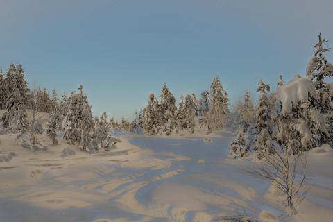 Winter wonderland
