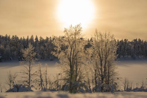 Lonely icetrees