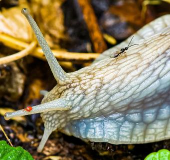 Schnecke mit Plagegeistern