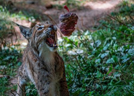  Luchs