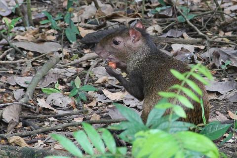 Agouti