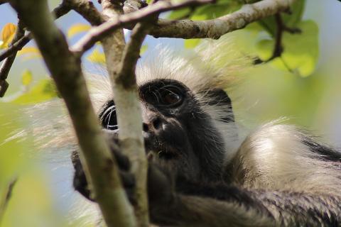 Gesichtsstudie Red Colobus