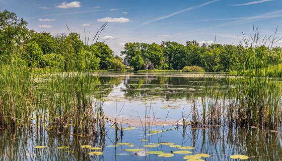 Teichlandschaft Wörlitzer Park
