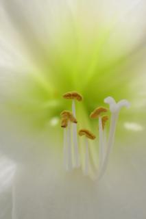 Amaryllis