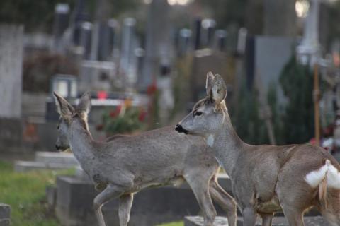 Rehe in Wien