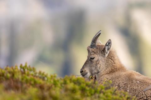 Junger Steinbock