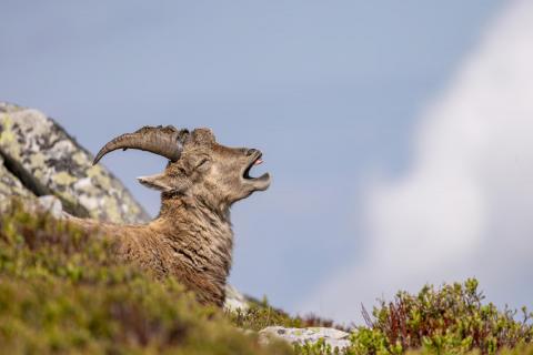 Steinbock ist Müde