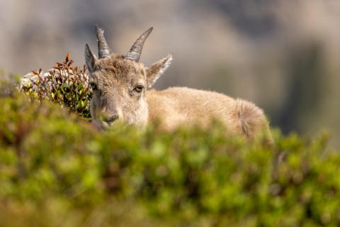 Junger Steinbock