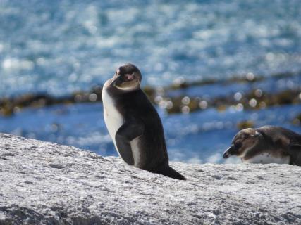 Pinguine in Südafrika