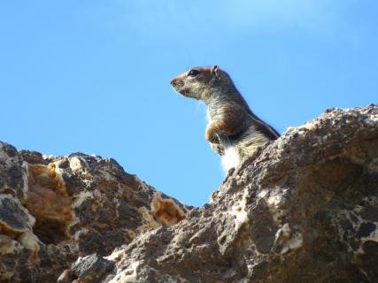 Streifenhörnchen auf Fuerteventura