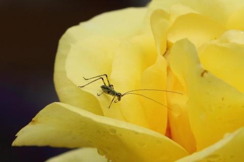 Langfühlerheuschreckenlarve in Rose