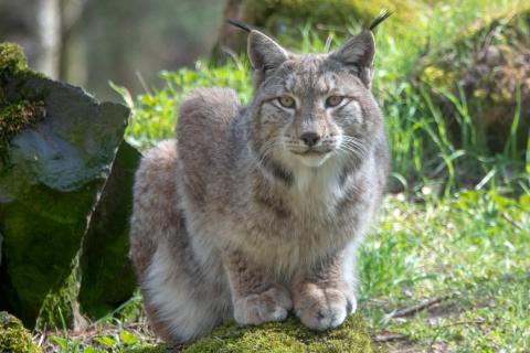 Ein Luchs in einer Waldlichtung