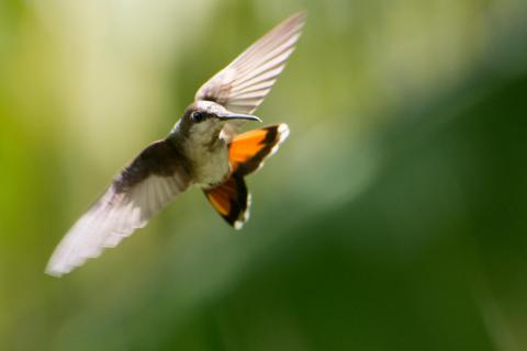 Kolibri im Zielanflug