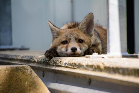 Junger Fuchs