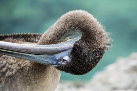 Peilkan auf Aruba