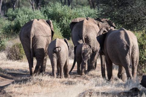 Elefanten, Kenia