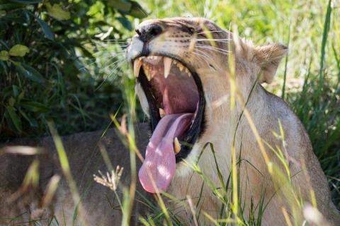 Müder Löwe, Kenia