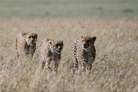 Geparden auf der Jagd, Kenia