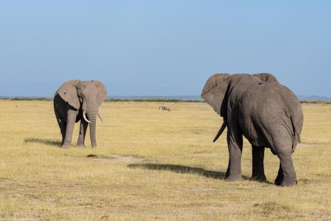 Wer ist der Stärkere? Elefanten in Kenia.
