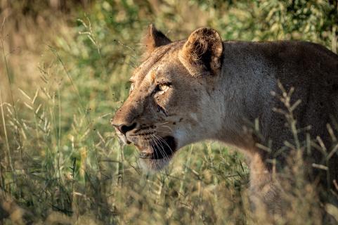 LIONESS.ON.THE.HUNT