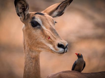 Vampire.Bird