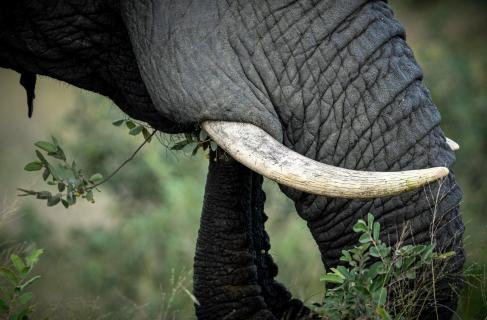 TRUNK.AND.TUSK