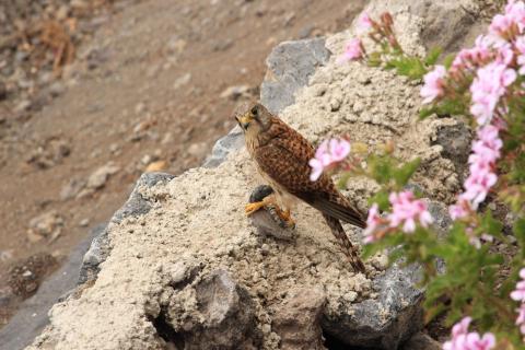 Habicht beim Jagderfolg