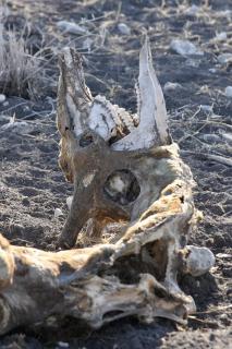 Bizarres Giraffenskelett in Namibia