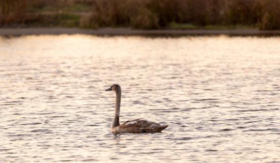 Ein Schwan im Sonnenaufgang