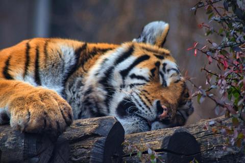 Schalfender Tiger
