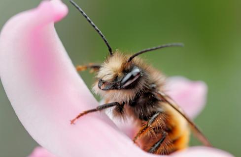 Biene im Frühling 