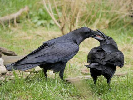 Kolkraben