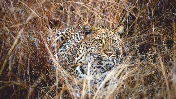 Leopard im Gras