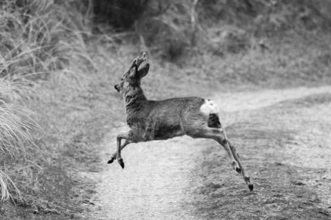 Rehbock auf der Flucht