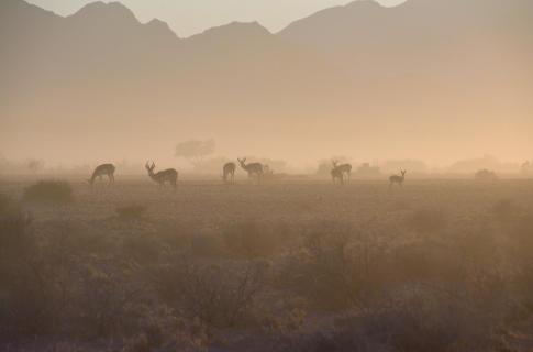 Morgenstimmung in der Namib Wüste