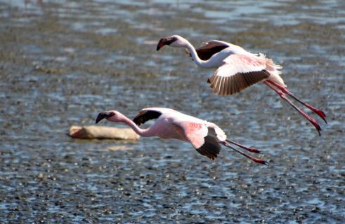 Landende Flamingos 