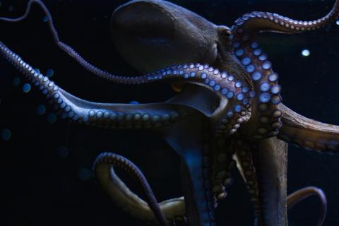 Gemeiner Kraken