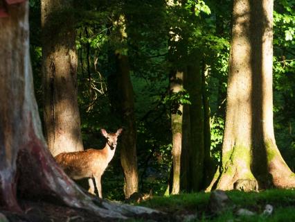 1090873 Hirschkalb
