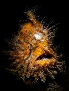 hairy frogfish