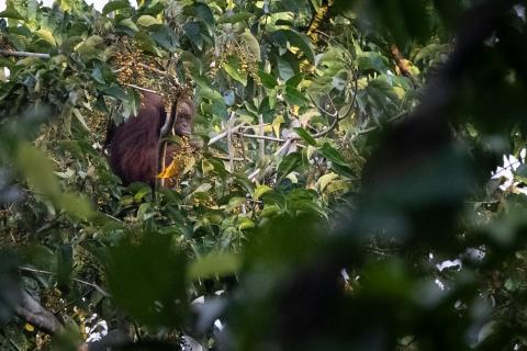 Orang Utan in Borneo