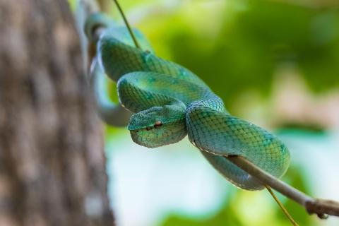 Borneon Keeled Pit Viper