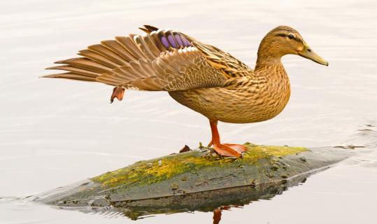 Balancierende Ente auf Baumstamm im See