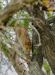 Leopard hat Antilope auf dem Baum deponiert
