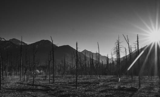 budding trees