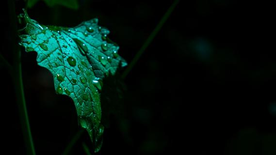 Wassertropfen in der Sonne