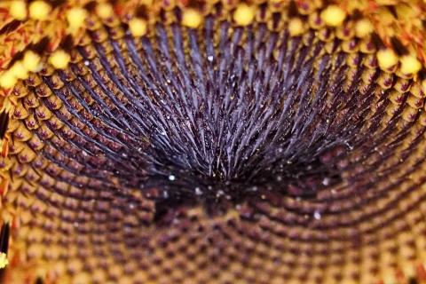Sonnenblume Macro 07