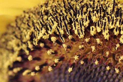 Sonnenblume Macro 
