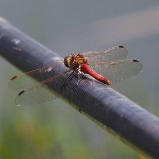 Blutrode Heidelibelle 