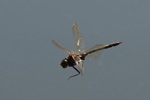 Libellenflug